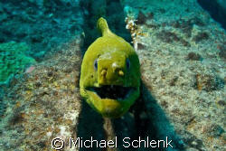 Green Moray eel on the wreck of the Sea Emperor in S. Flo... by Michael Schlenk 